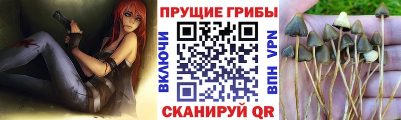 Купить закладки  Клин  Псилоцибиновые грибы Magic Shrooms 